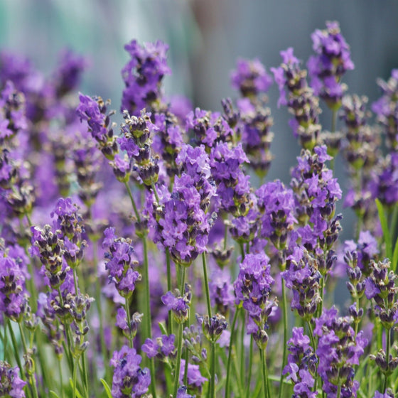 lavender plants attract Sensational! Lavender