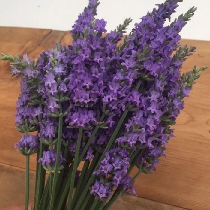lavender plant menards Sensational Lavender