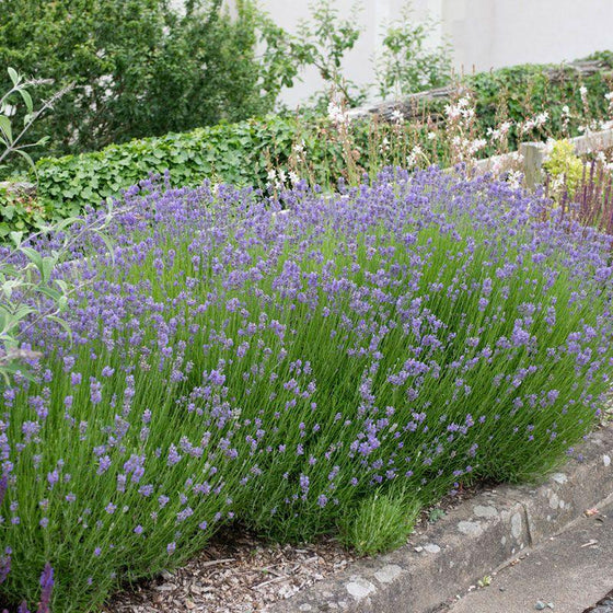super blue lavender plants Lavender Superblue for Sale
