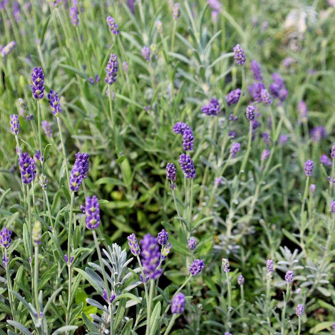 silver mist lavender plant Lavender Superblue for Sale