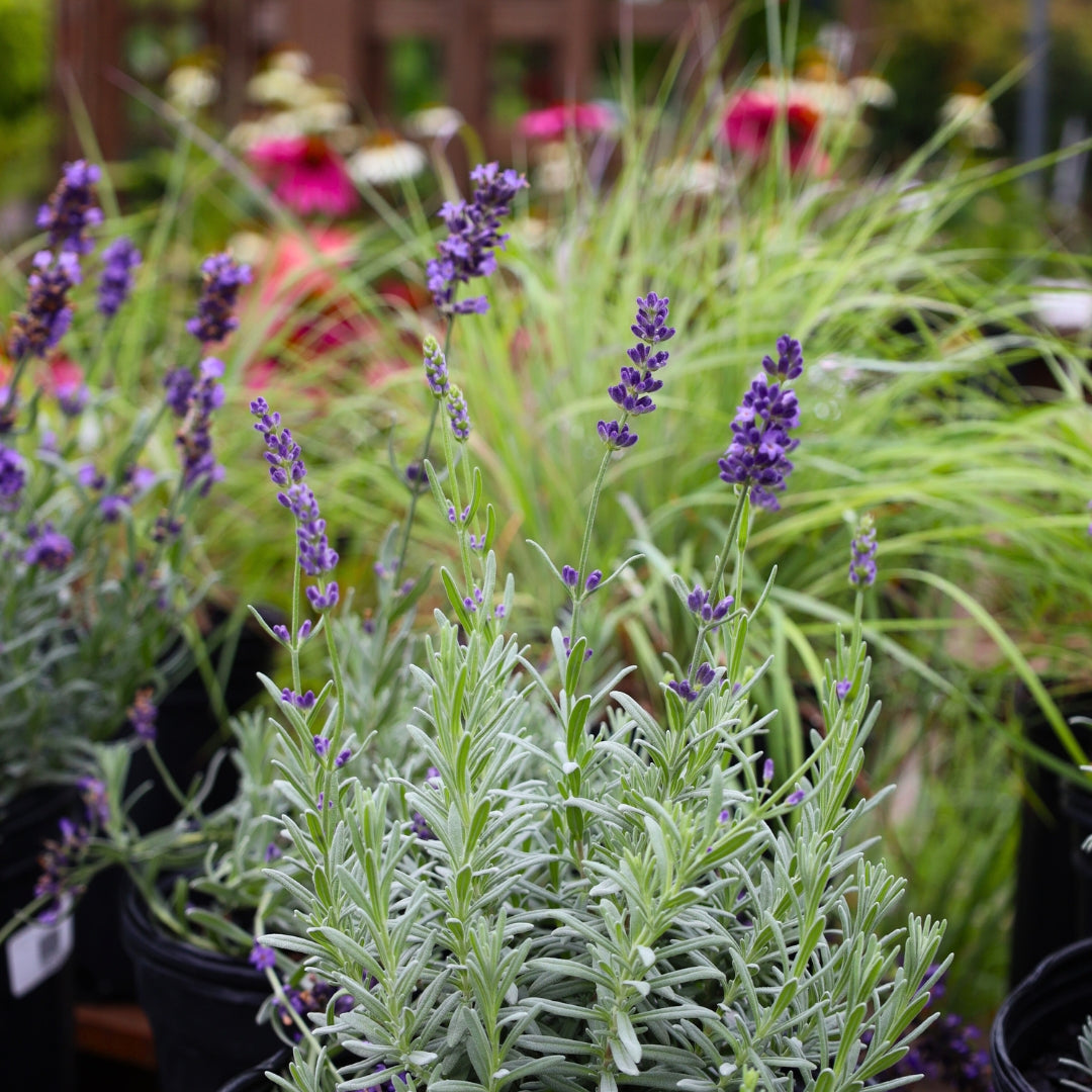 super blue lavender plants Lavender Superblue