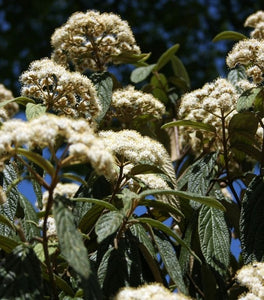 Leatherleaf Viburnum