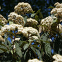 Leatherleaf Viburnum with large textured evergreen foliage and creamy white spring blooms in a sunny landscape