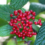 Red berries on Leatherleaf Viburnum adding seasonal interest in fall