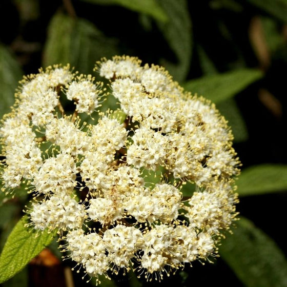 Creamy white flower clusters blooming on Leatherleaf Viburnum in late spring