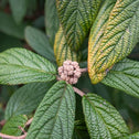 Close up of foliage on Leatherleaf Viburnum