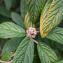 Close-up of Leatherleaf Viburnum leaves showing dark green leathery textured foliage