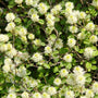 unique white spherical blooms on fothergilla plant