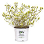 A potted flowering shrub with many small pale yellow blossoms and green buds on branching stems, shown in a white nursery pot with the text 'PW Proven Winners' and 'Color Choice Flowering Trees' on a plain white background.