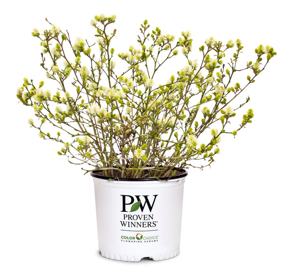 A potted flowering shrub with many small pale yellow blossoms and green buds on branching stems, shown in a white nursery pot with the text 'PW Proven Winners' and 'Color Choice Flowering Trees' on a plain white background.