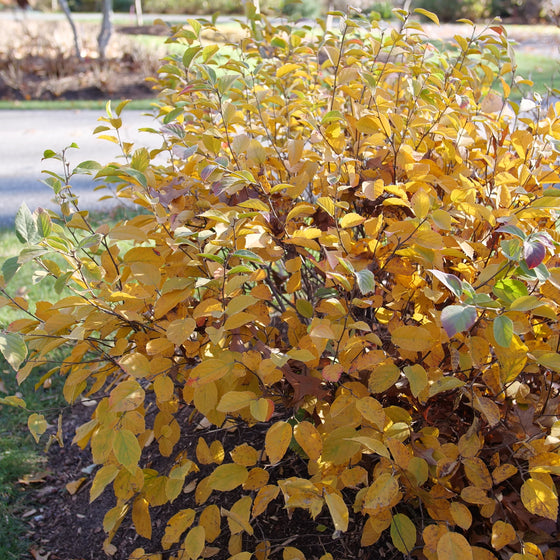 A dense shrub with bright golden-yellow autumn leaves growing outdoors beside a paved path and grass.