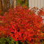 A dense shrub with vibrant red and orange autumn foliage, situated outdoors in a garden next to a white-sided building.
