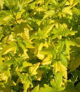 Lemon Candy Ninebark