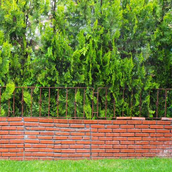 leon cypress trees growing in a row along a brick wall creating privacy in the landscape