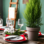 Lemon Cypress is perfect for winter holiday decor