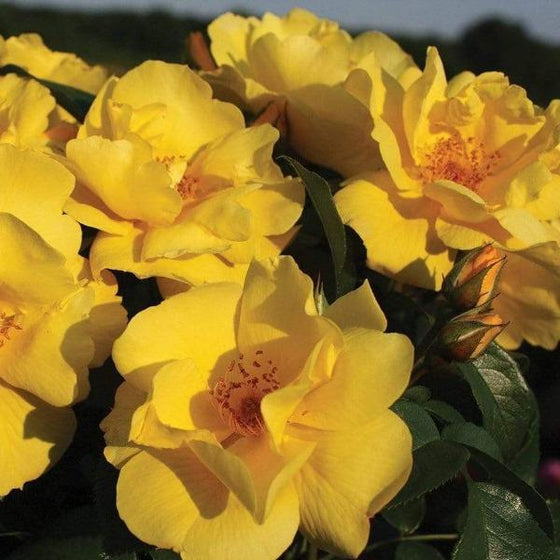 Lemon Drift Rose for Sale | Garden Goods Direct
