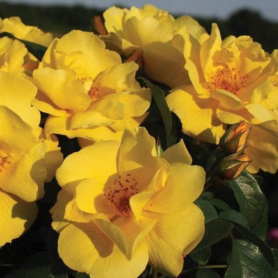 Bright Yellow Petals Lemon Drift Rose Bush Shiny Green Foliage
