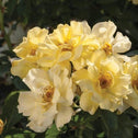 Lemon Drift Rose for Sale | Garden Goods Direct