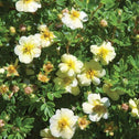 Lemon Drift Rose Bush Shrub Full Bloom Yellow Flowers Green Leaves