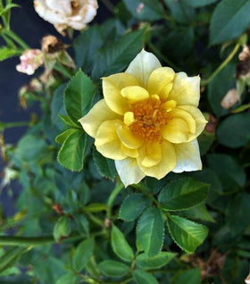 Lemon Drift® Rose