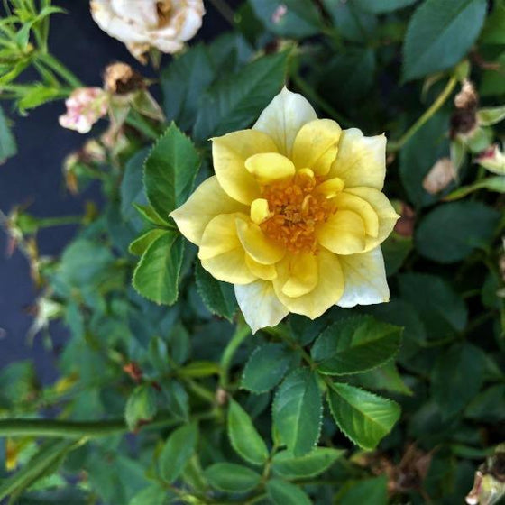 Lemon Drift Rose for Sale | Garden Goods Direct