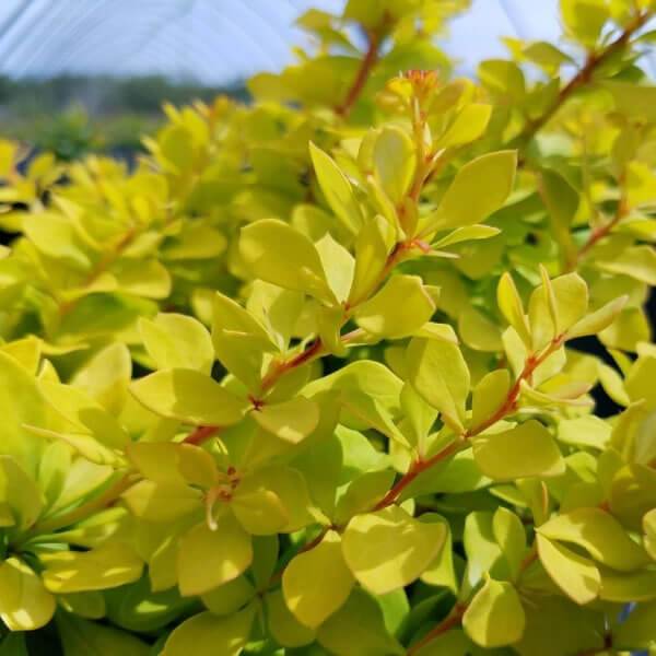 Lemon Glow Barberry for Sale | Garden Goods Direct