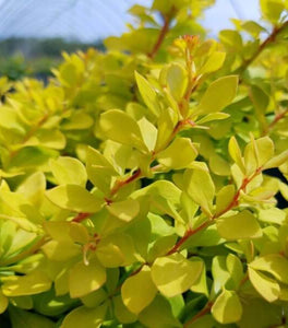 Lemon Glow Barberry