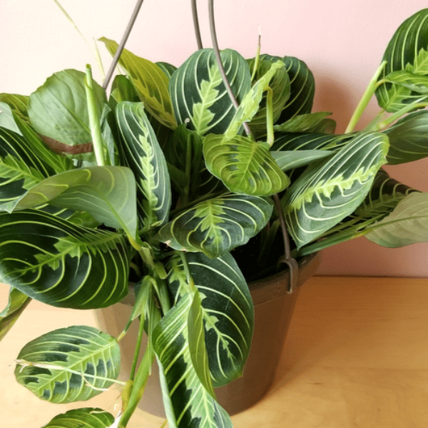 Lemon Lime Prayer Plant