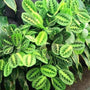 A big group of beautiful Lemon Maranta plants