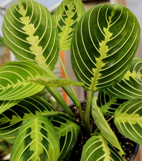 Lemon Lime Maranta