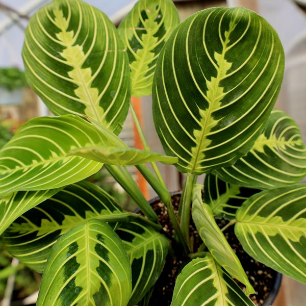 lemon lime prayer plant yellow leaves Lemon Lime Prayer Plant