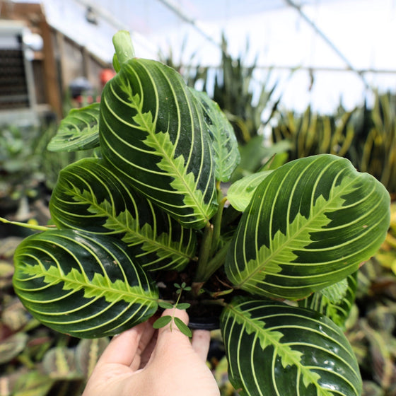 A bright and beautiful lemon maranta, or lemon prayer plant