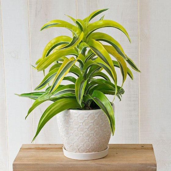glorious pot full off Lemon Surprise Dracaena Plants