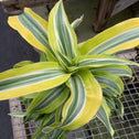 Lemon Surprise Dracaena Plants