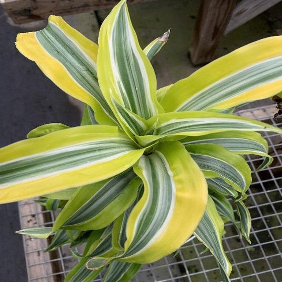 Lemon Surprise Dracaena Plants