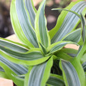 bushel full of green striped Lemon Surprise Dracaena