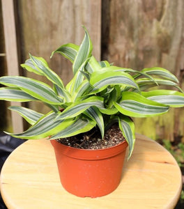 Lemon Surprise Dracaena