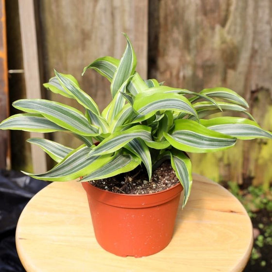 exquisite Lemon Surprise Dracaena indoor Plant