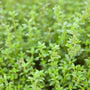Lemon scented leaves of lemon thyme