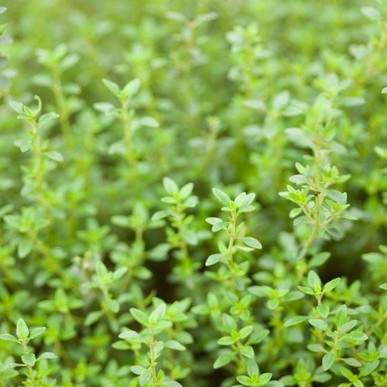 Lemon scented leaves of lemon thyme