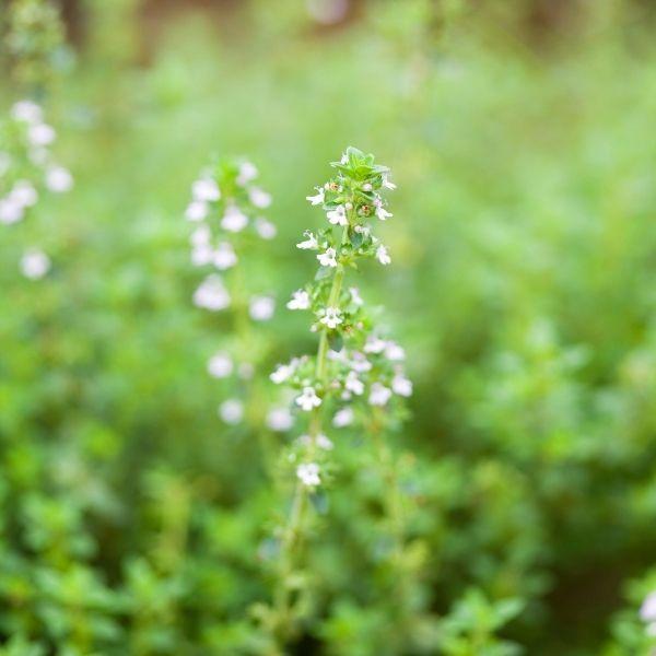Buy Lemon Thyme Plants Online | Garden Goods Direct