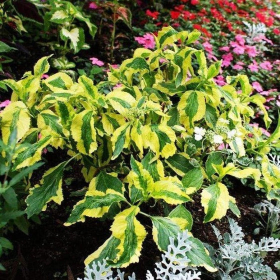 Lemon and green striped leaves of the lemon wave hydrangea