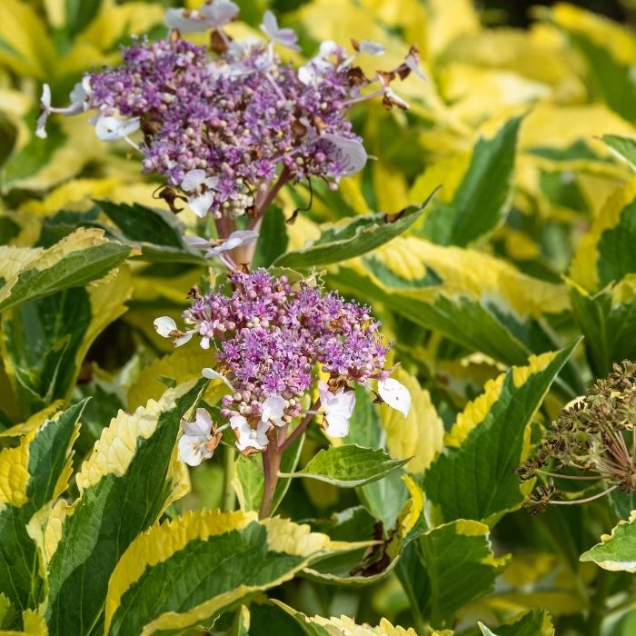 Hydrangea4937★★★　0308 Amazon.com : AVOIN colorlife Hydrangea Spring Summer Garden