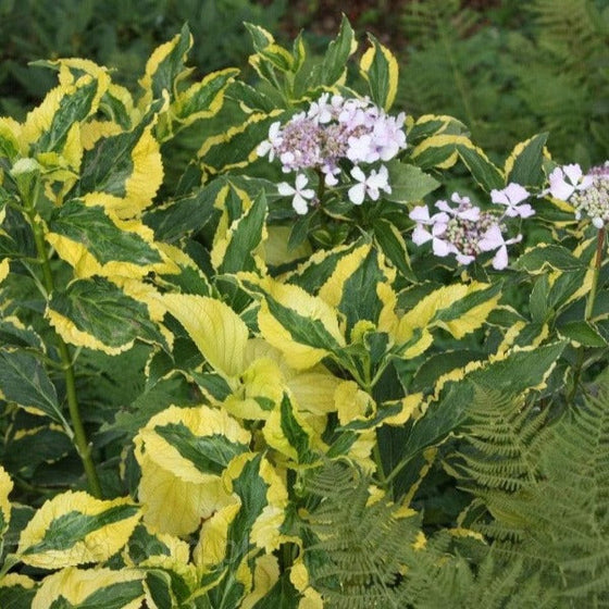 This unique plant has both yellow and green striped leaves and blue lacecap blue 