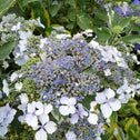 closer look at the blue lacecap blooms of the lemon wave hydrangea