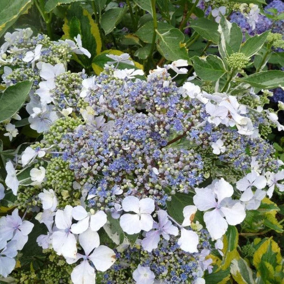 Lemon Wave Hydrangea Shrubs For Sale Garden Goods Direct 5188