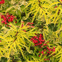 Ornamental red elderberry shrub with red berries for birds and golden summer foliage