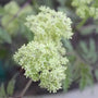 Sambucus racemosa SMNSRD4 Lemony Lace® with creamy white spring flower clusters