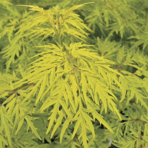 Close-up of Lemony Lace® Elderberry with chartreuse lace foliage in a sunny foundation planting