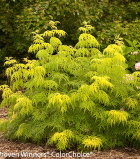 Lemony Lace® Elderberry